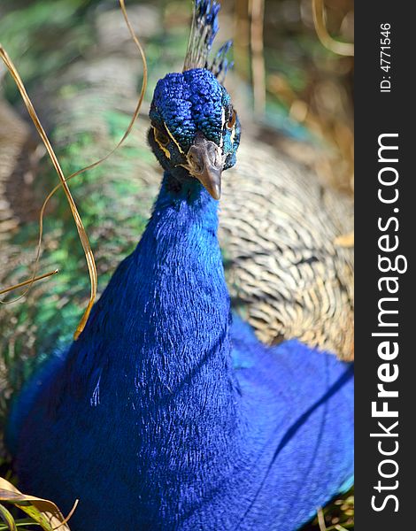 Proud peacock with brilliant colours, looking straight at the viewer