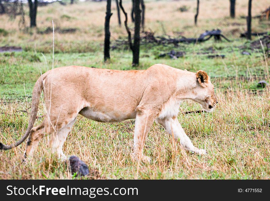 Lion walking