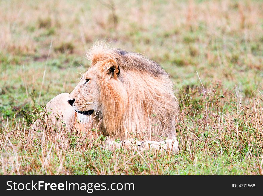 A lion at rest in the bush of the masai mara reserve