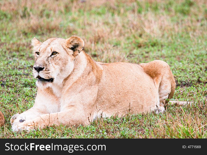 A lion at rest in the bush of the masai mara reserve