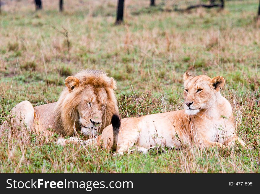 A couple of lions at rest in the bush of the masai mara reserve. A couple of lions at rest in the bush of the masai mara reserve