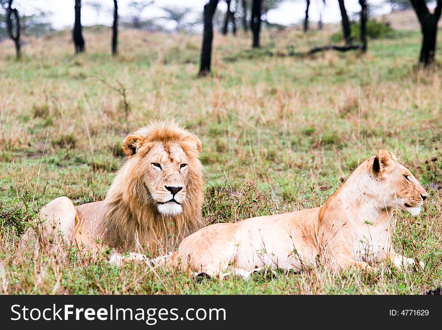 A couple of lions at rest in the bush of the masai mara reserve. A couple of lions at rest in the bush of the masai mara reserve