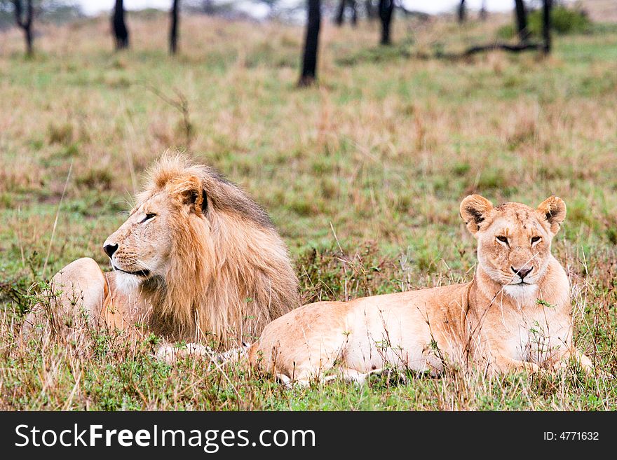 A couple of lions at rest in the bush of the masai mara reserve. A couple of lions at rest in the bush of the masai mara reserve