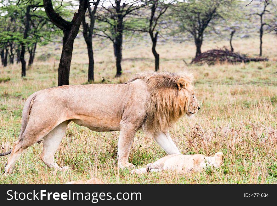 Lion walking