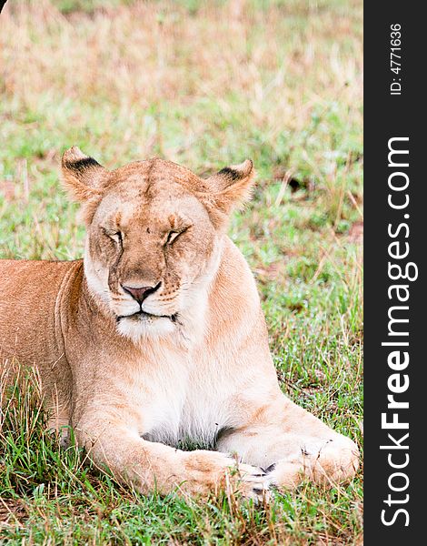 A lion at rest in the bush of the masai mara reserve