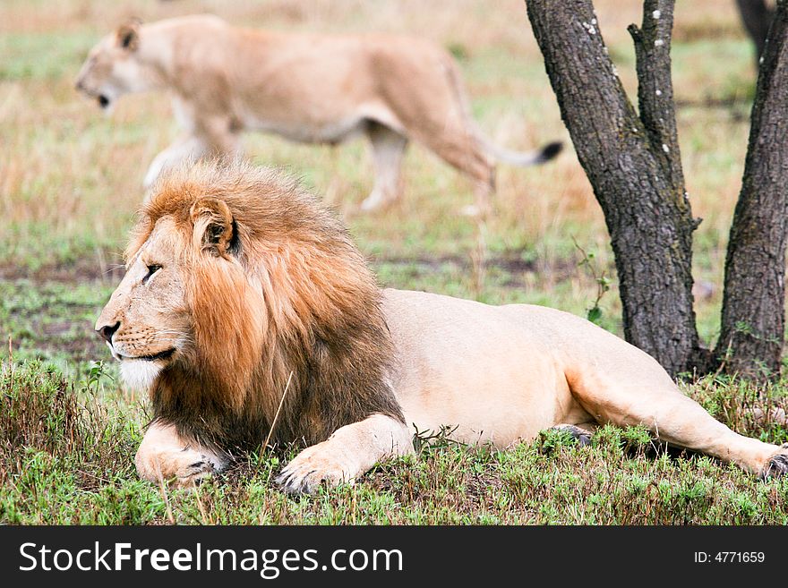 A lion at rest in the bush of the masai mara reserve