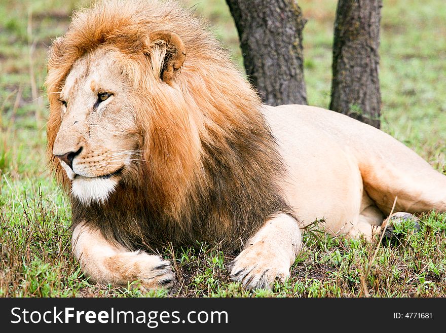 A lion at rest in the bush of the masai mara reserve