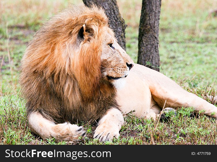 A lion at rest in the bush of the masai mara reserve