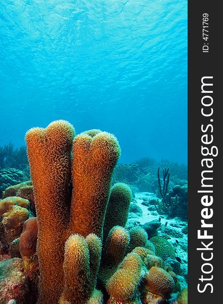 Pillar coral (dendrogya cylindrus)growing in the shallows of the coral reef