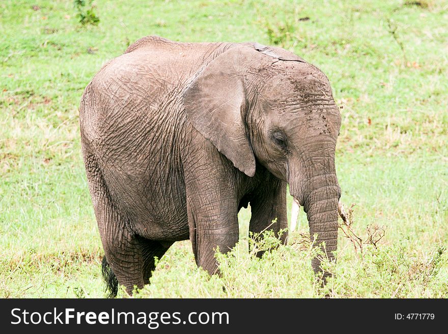 An elephant baby in the bush of the masai mara reserve. An elephant baby in the bush of the masai mara reserve