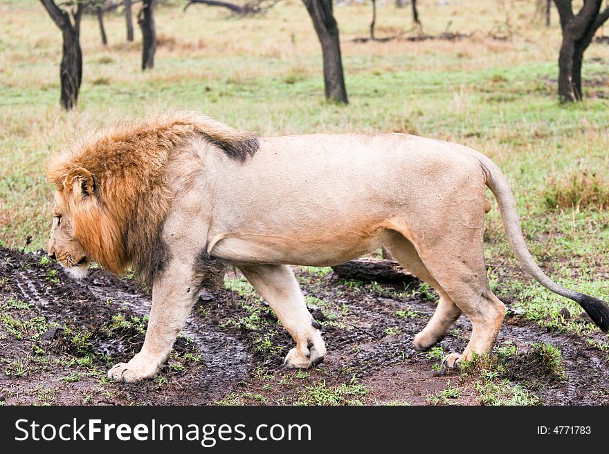 Lion Walking