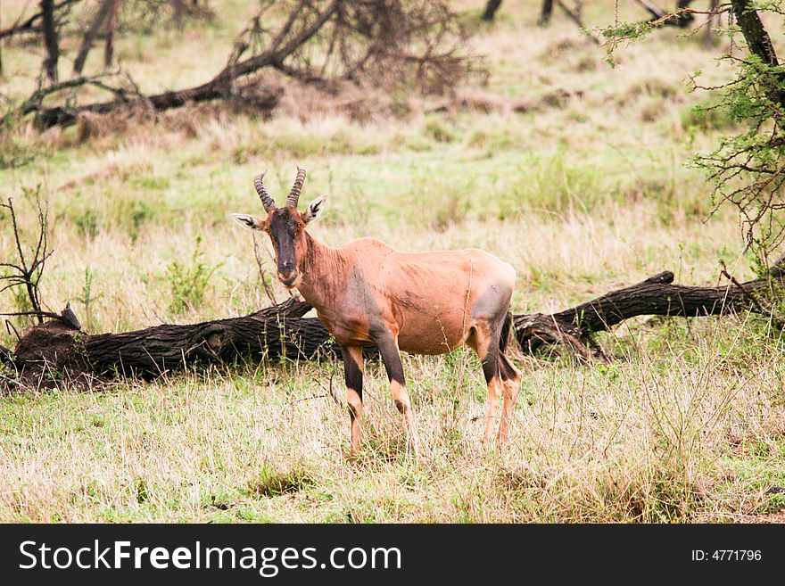 Antelope In The Bush