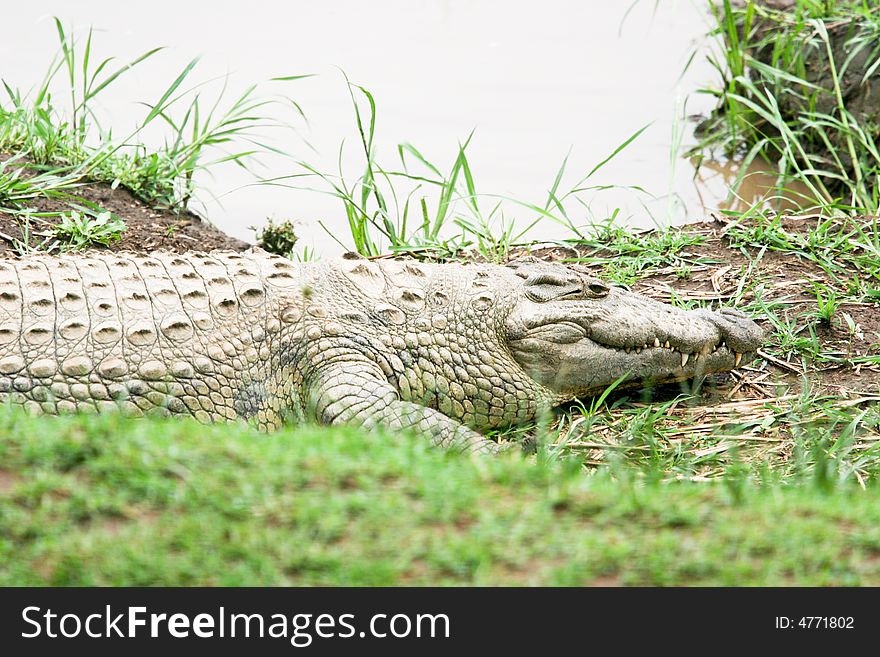 Crocodile near the river