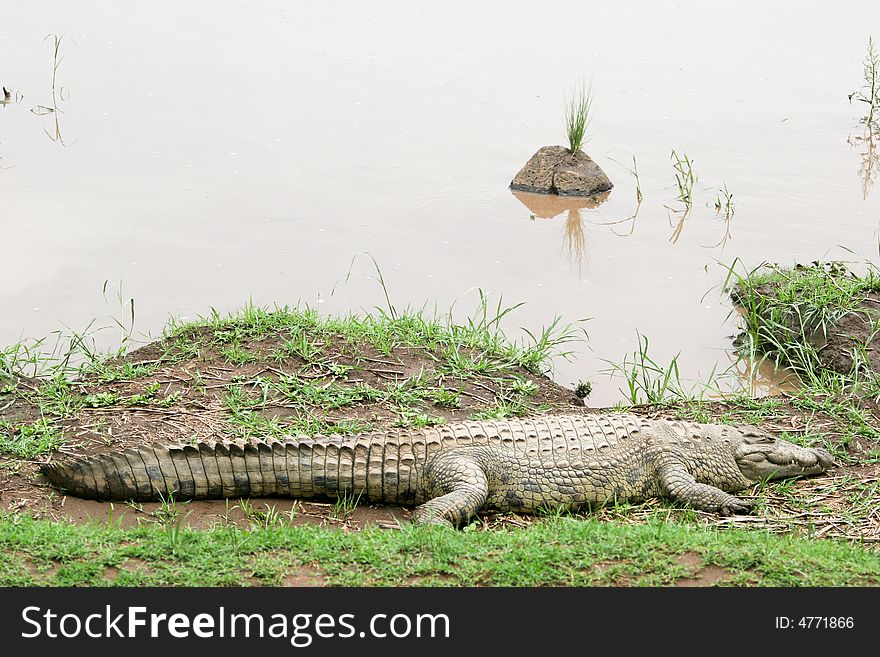 Crocodile near the river