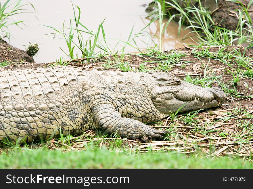 Crocodile Near The River