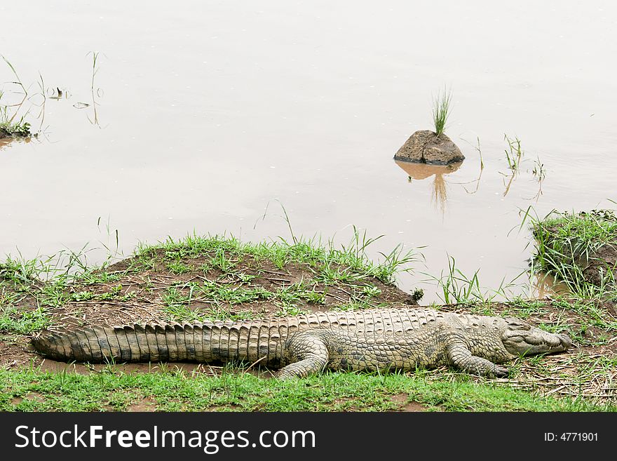Crocodile Near The River