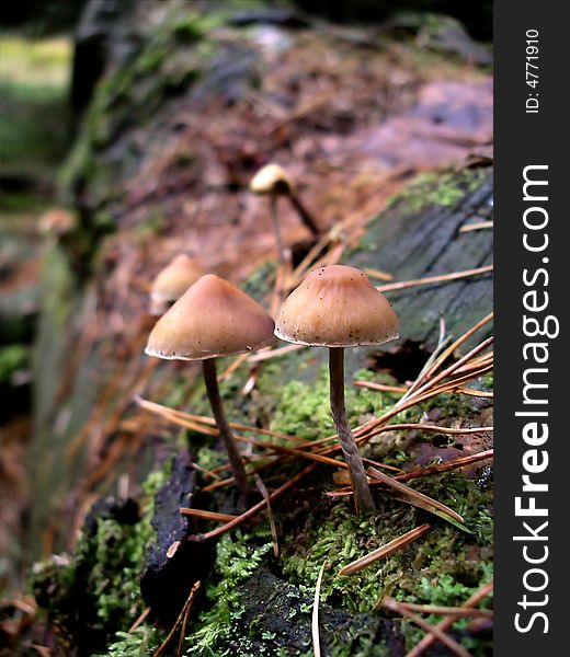 Fungi on log