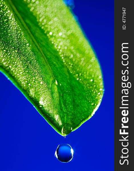 Green leaf close up on a dark blue background. Green leaf close up on a dark blue background