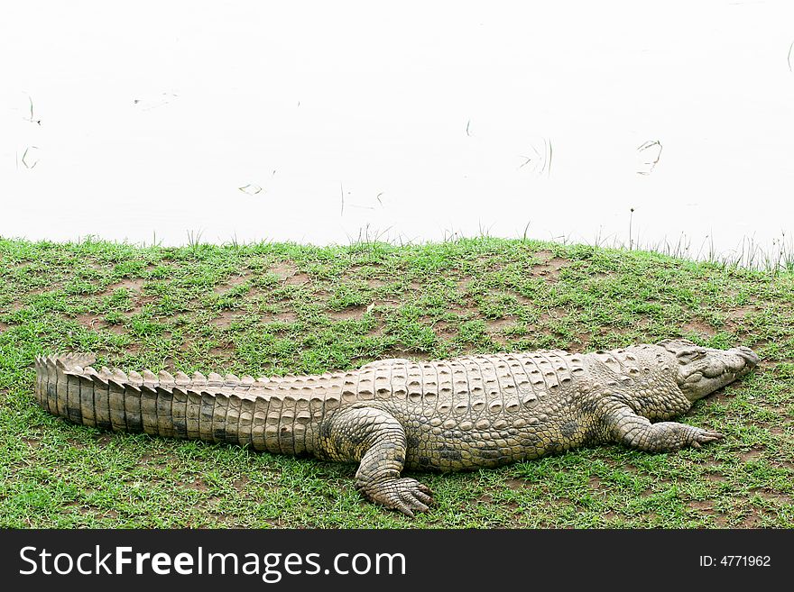 Crocodile near the river