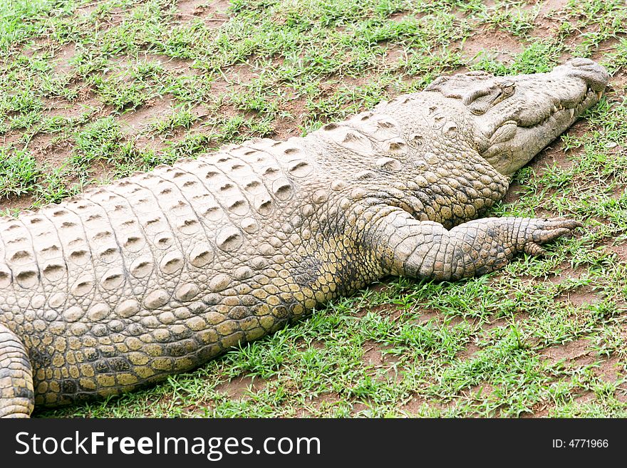 Crocodile near the river