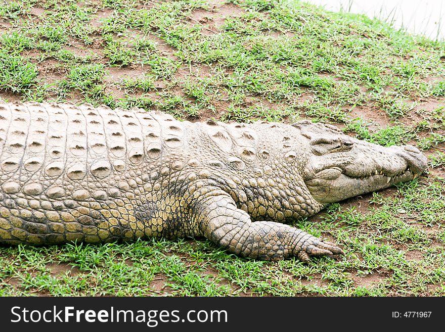 Crocodile Near The River