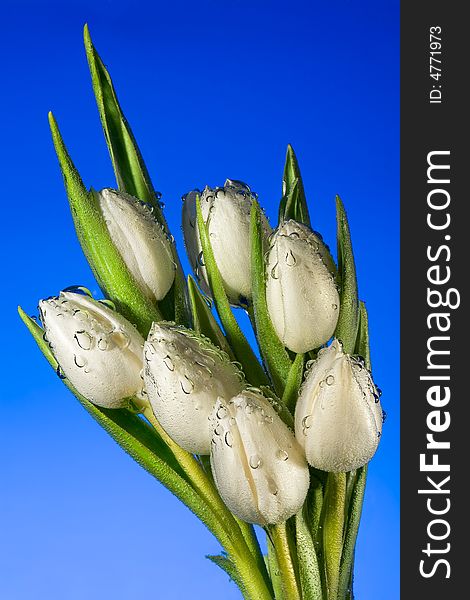 Seven white tulips in water with air vials close up on a blue background. Seven white tulips in water with air vials close up on a blue background