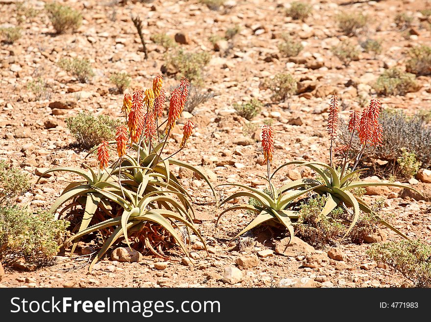 Wild aloe vera from Socotra Island