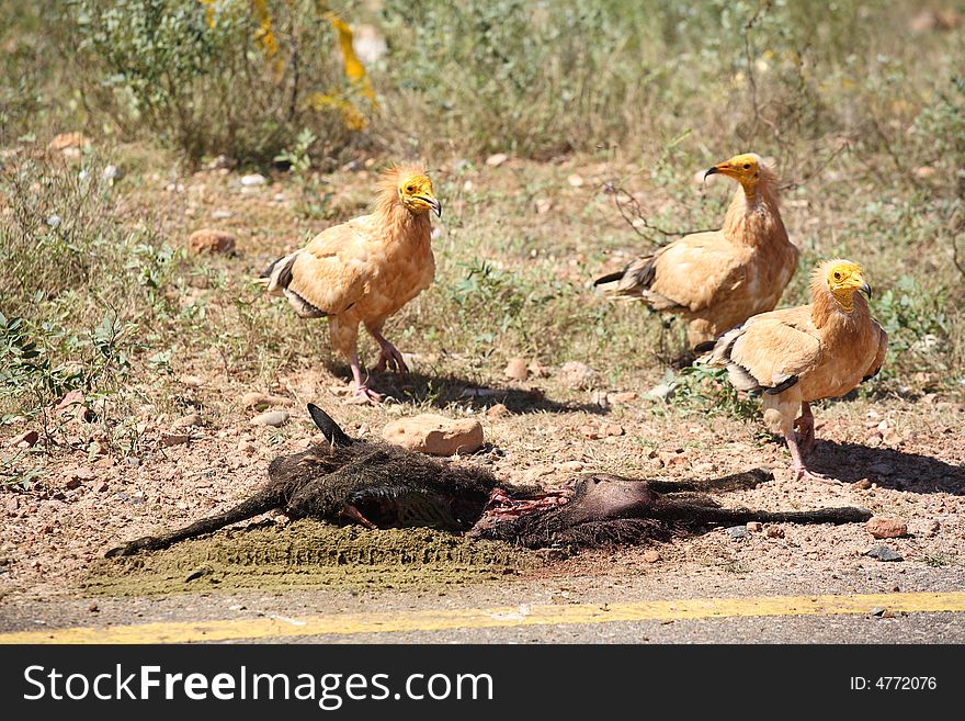 Egyptian Vulture, Socotra Island on the road eating carcass of the goat