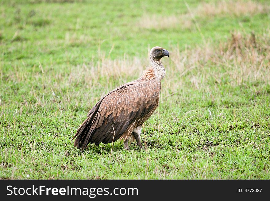 A Vulture Walking In The Reserve