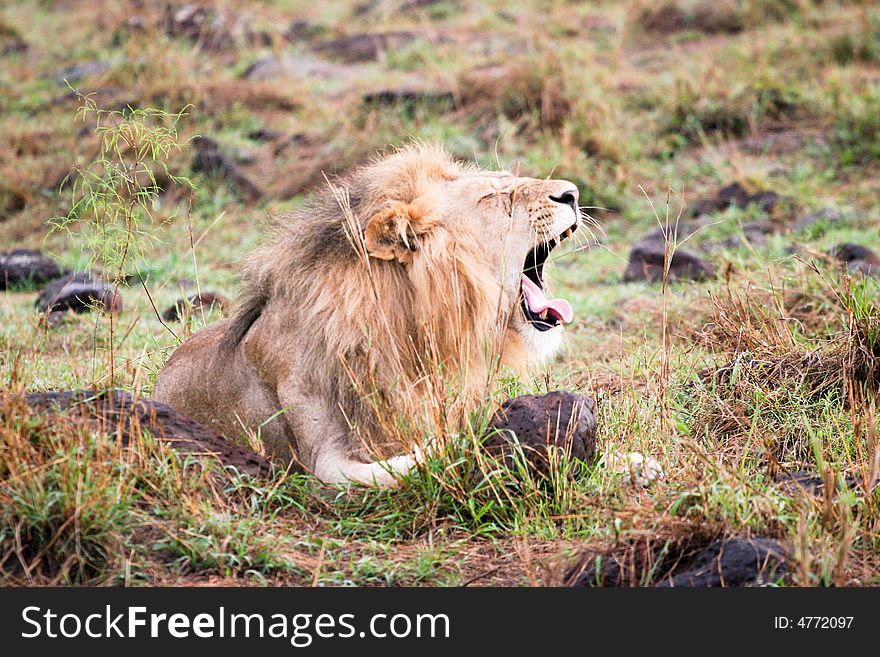 A lion just wakan up in the masa mara reserve early in the morning. A lion just wakan up in the masa mara reserve early in the morning