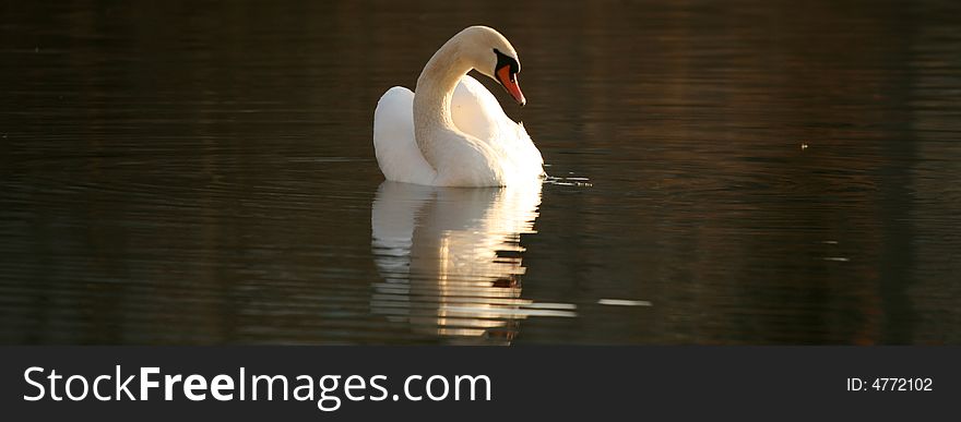 Swan reflection