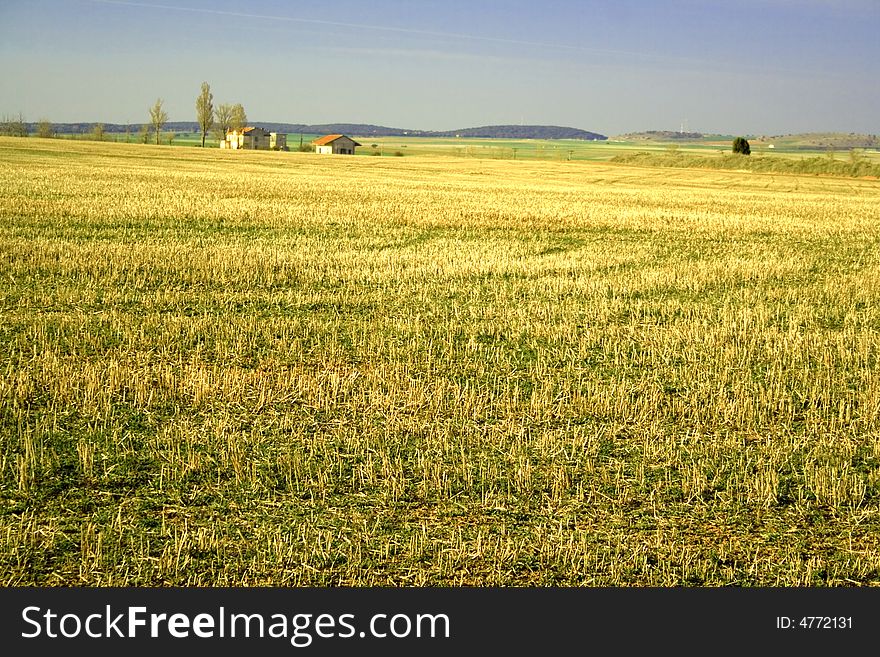 Golden fields with a solitary house