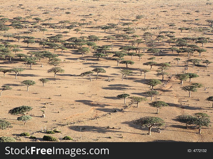 Landscape on Socotra island - savanna type