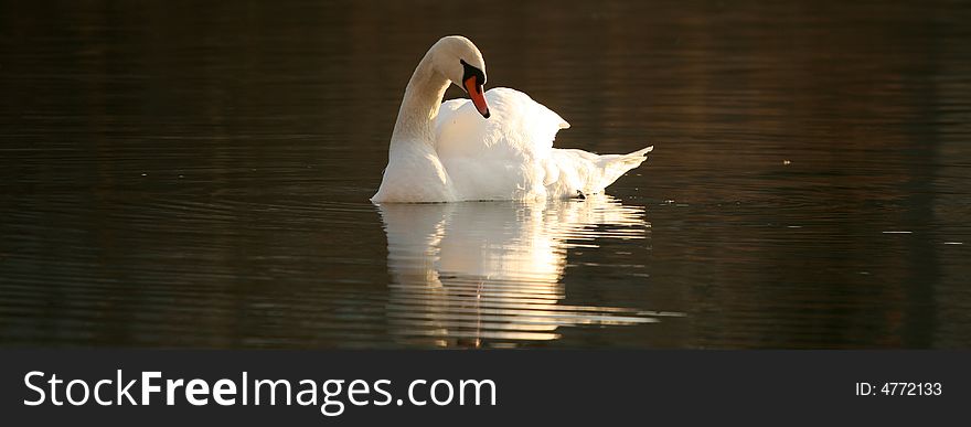 Swan reflection