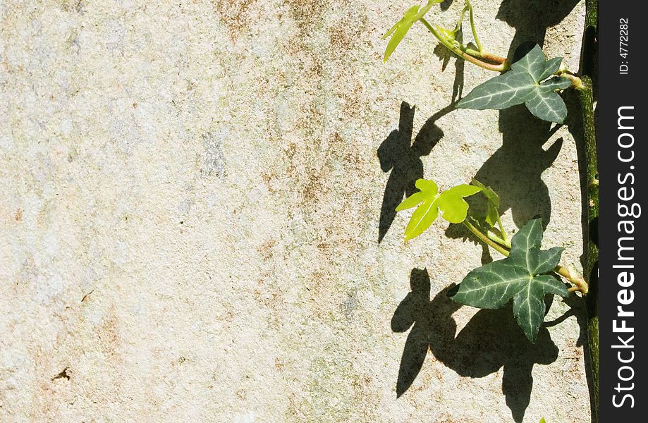 Ivy leaves cast a shadow one side of a textured stone wall. Ivy leaves cast a shadow one side of a textured stone wall