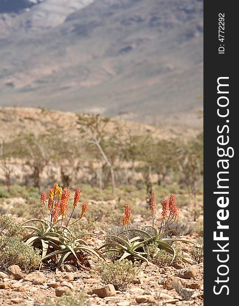 Wild aloe vera from Socotra Island