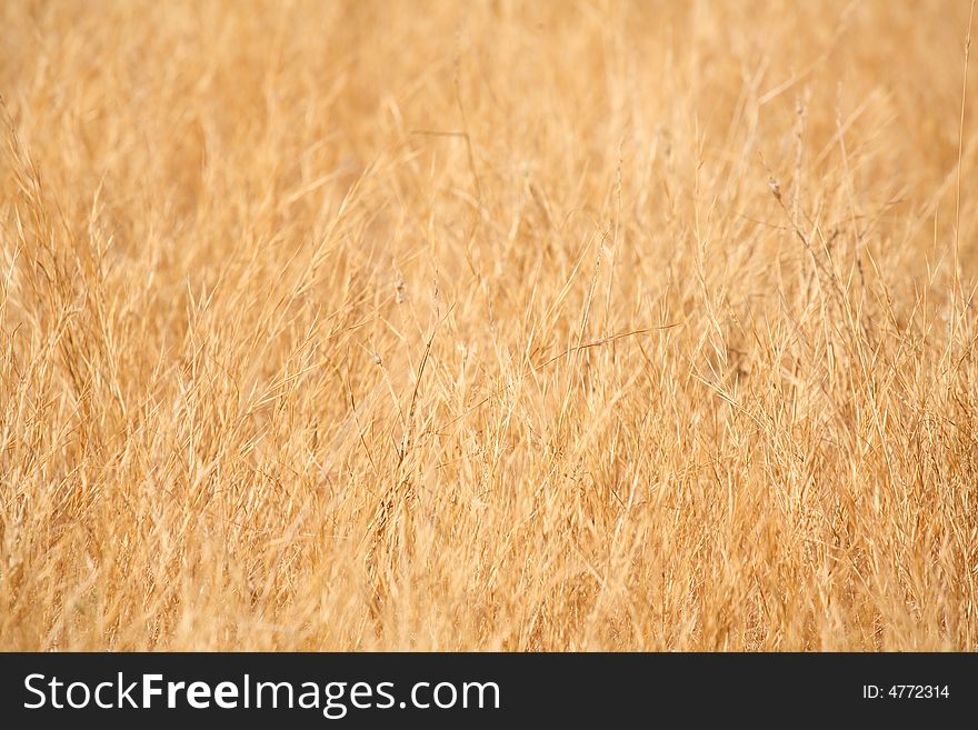 Dry grass background - yellow colors