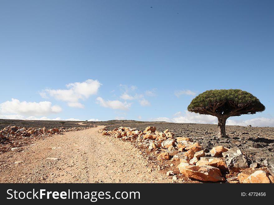 Dragon tree - Dracaena cinnabari - Dragon's blood - endemic tree from Soqotra, Yemen