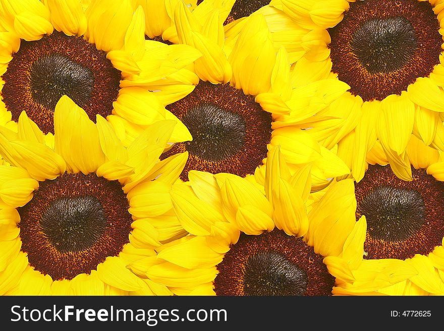 A bunch of sunflowers taken from above, featuring very saturated colors.