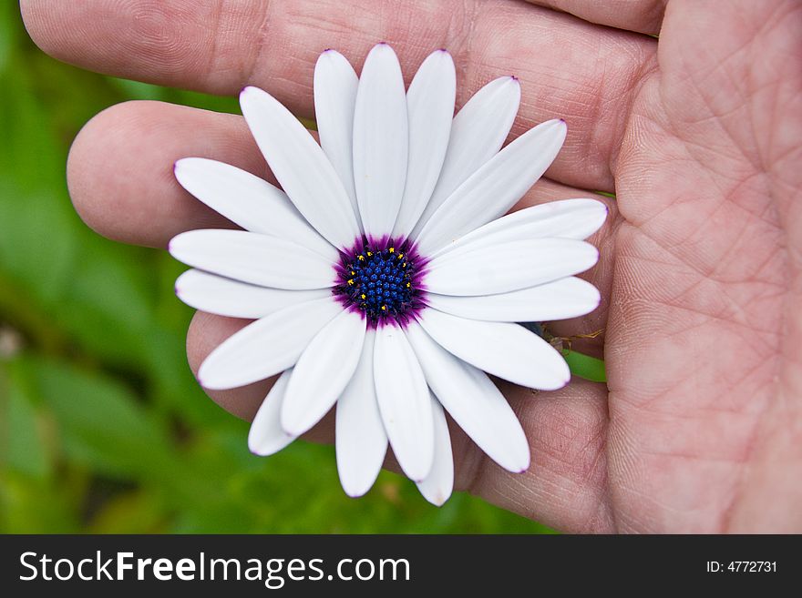 A White flower in Human Palm. A White flower in Human Palm.