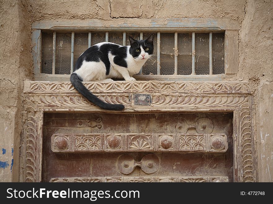 Cat on the ornamented door in Shibam town, Yemen