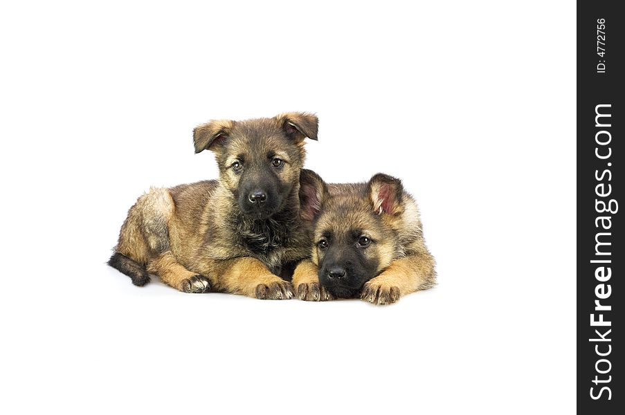 Two Germany sheep-dog puppies