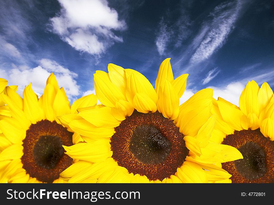 Sunflowers and blue sky featuring saturated colors.