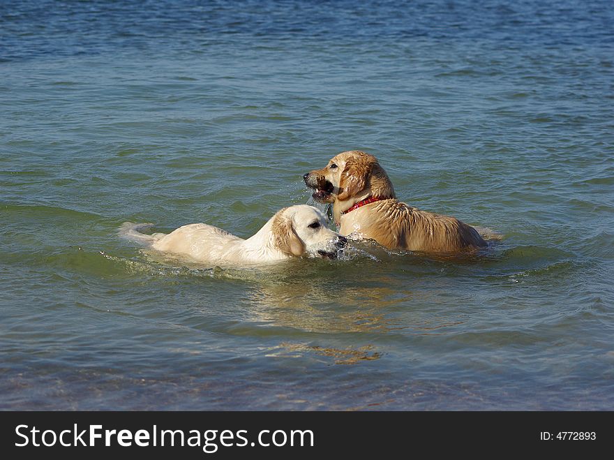 Golden retrievers having fun at the sea