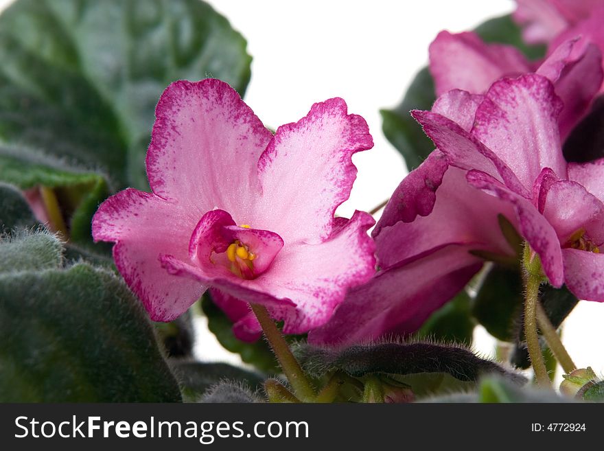 The African violet on a white background. The African violet on a white background