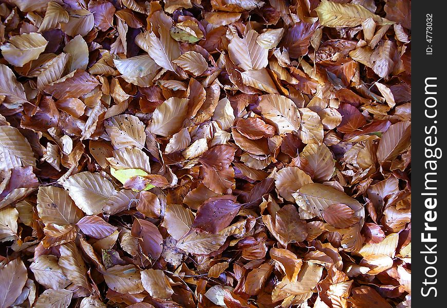 Fallen autumn beech leaves on ground. Fallen autumn beech leaves on ground