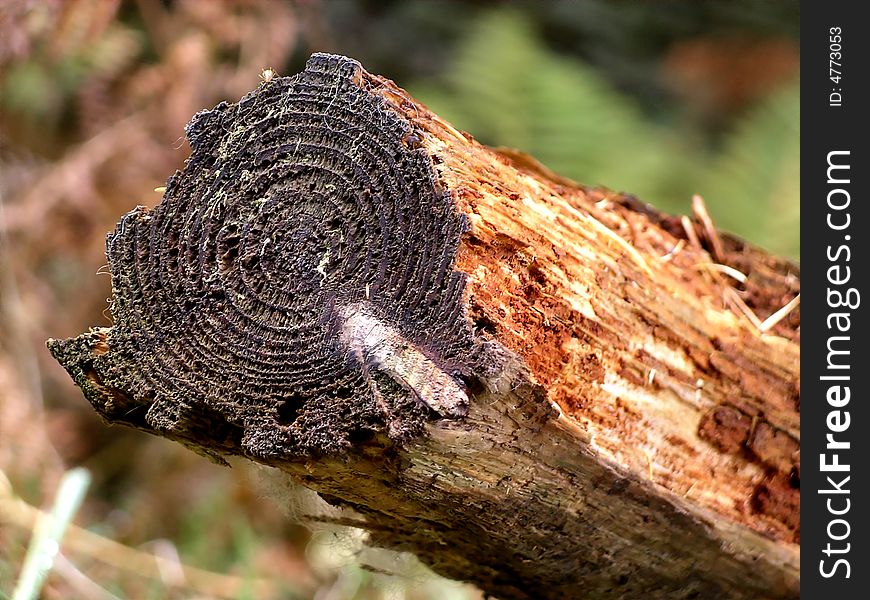 Rotting log showing growth rings