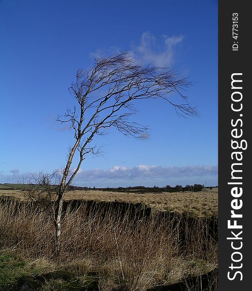 Windswept tree on moorland with blue sky