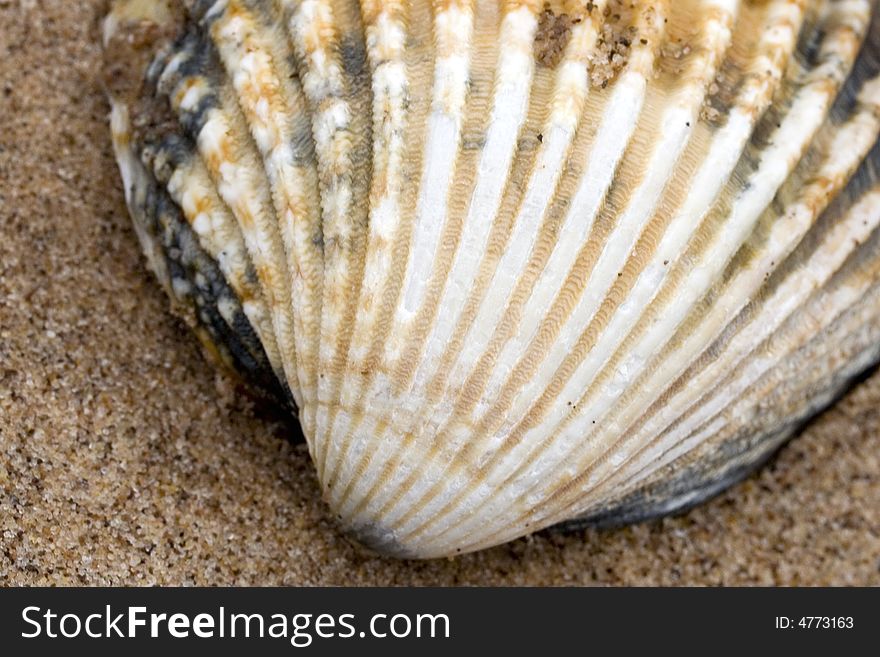 Single seashell on a sandy beach. Single seashell on a sandy beach