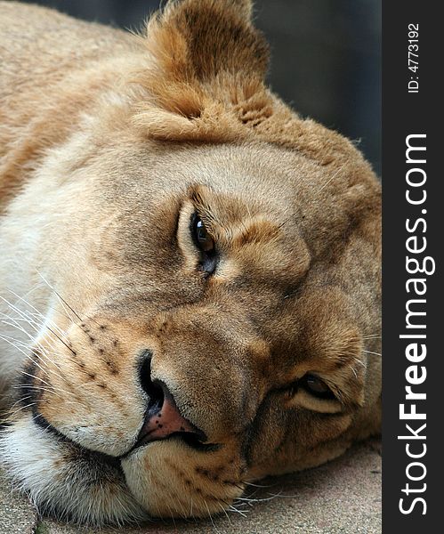 A lioness resting in the zoo